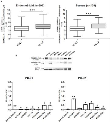 Biological Function of PD-L2 and Correlation With Overall Survival in Type II Endometrial Cancer